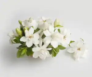 gardenia flower